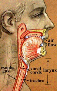 Before a  Laryngectomy